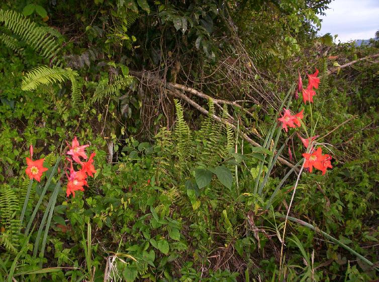 Hippeastrum puniceum (c) copyright 2010 by Mariano Saviello.  All rights reserved.